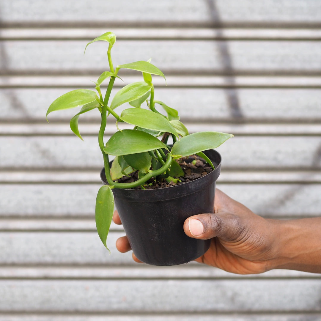 Vanilla Orchid - Shop Online!