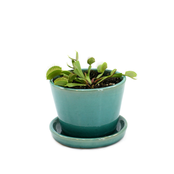 zzzVenus Fly Trap - Shop Online!