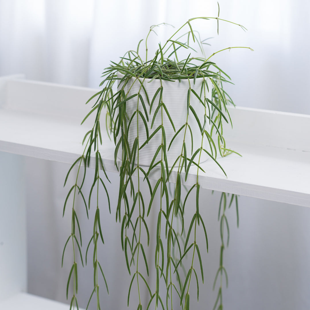 Hoya Linearis - Shop Online!