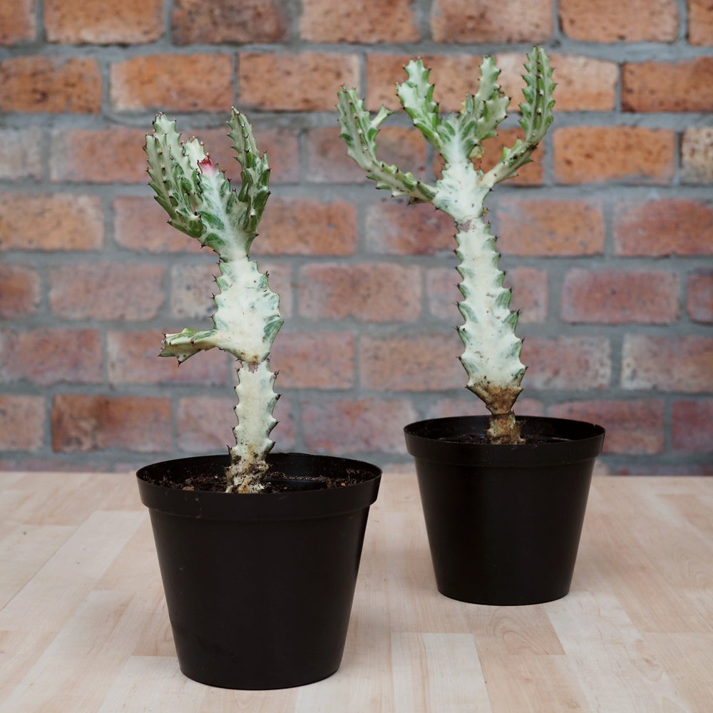 Ghost Cactus - Shop Online!