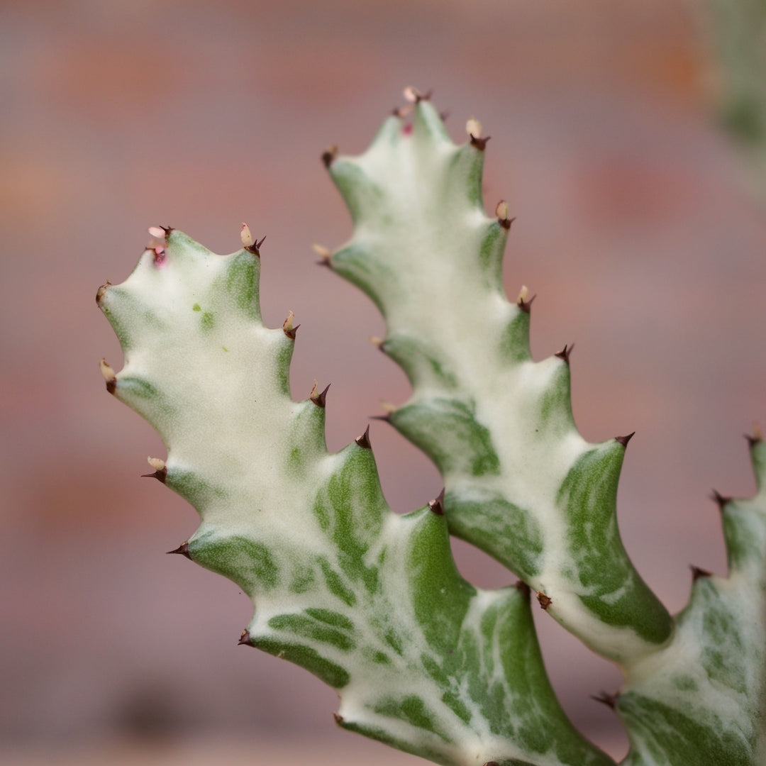 Ghost Cactus - Shop Online!