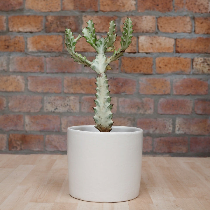 Ghost Cactus - Shop Online!