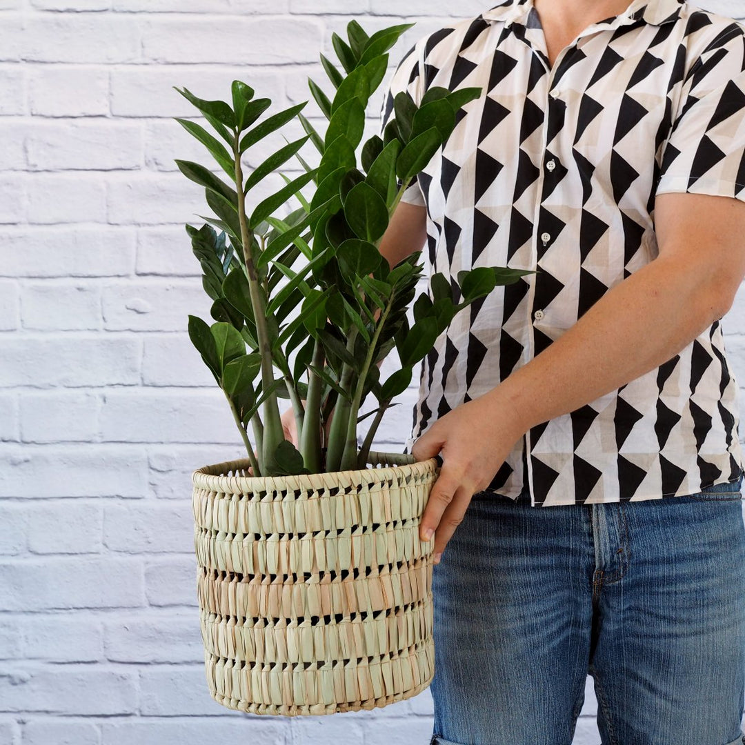 ZZ Plant - LARGE - Shop Online!