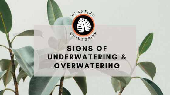 Identifying House Plant Overwatering vs Underwatering - Improve Your Plant Knowledge with Plantify!