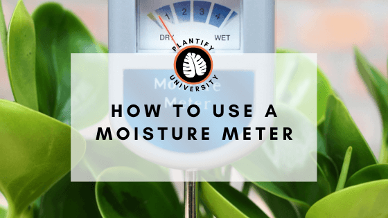 Moisture Meter: What is it and how to use one