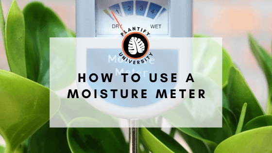 Moisture Meter: What is it and how to use one - Improve Your Plant Knowledge with Plantify!