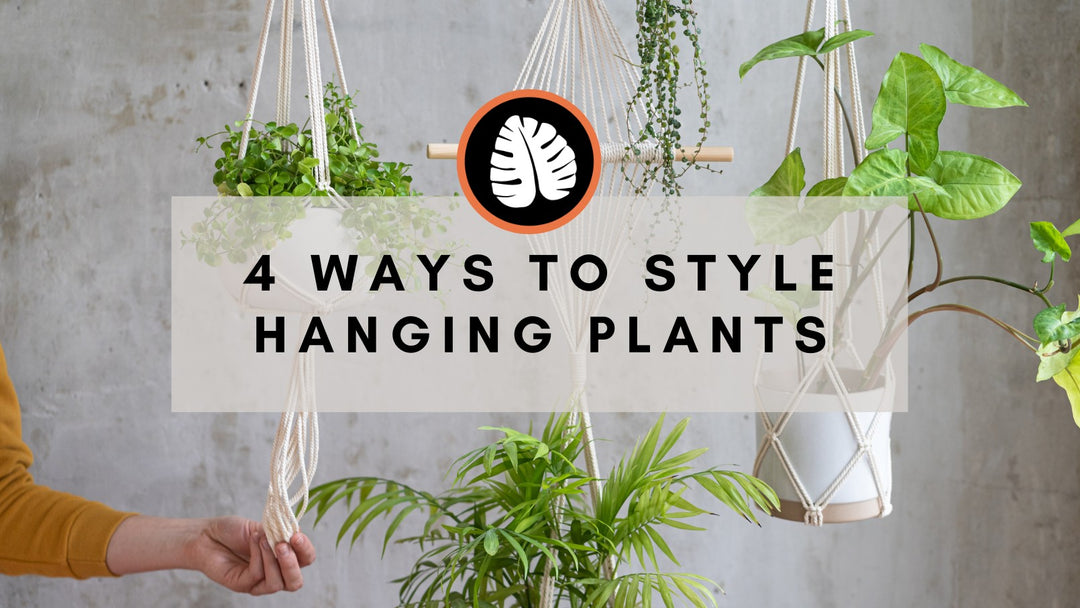 4 creative ways to style hanging houseplants