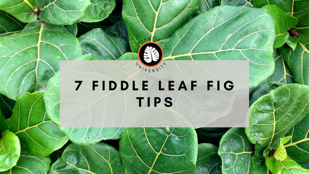 7 Steps to Make Your Fiddle Leaf Fig Tree Grow Bigger, Faster! - Improve Your Plant Knowledge with Plantify!