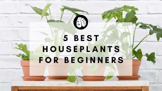 5 Best Houseplants for Beginners