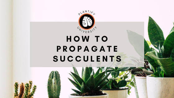 How to Propagate Succulents : 3 Methods - Improve Your Plant Knowledge with Plantify!