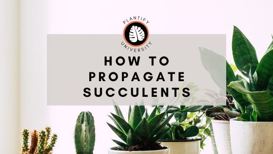 How to Propagate Succulents : 3 Methods