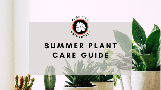 Summer Plant Care Guide - Improve Your Plant Knowledge with Plantify!