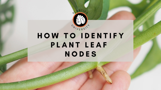 How to Identify Plant Leaf Nodes - Improve Your Plant Knowledge with Plantify!