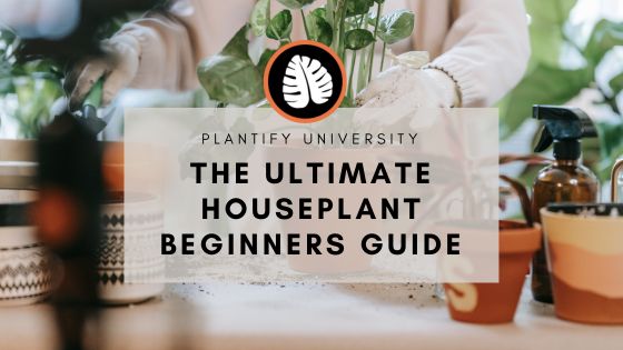 The Houseplant Beginners Guide: 8 Shortcuts to Thriving Plants - Improve Your Plant Knowledge with Plantify!