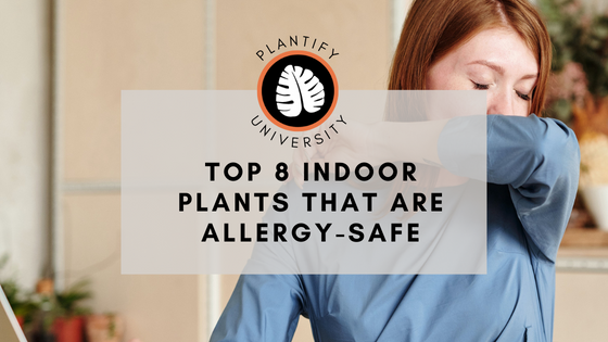 Top 8 Indoor Plants that are Allergy Safe
