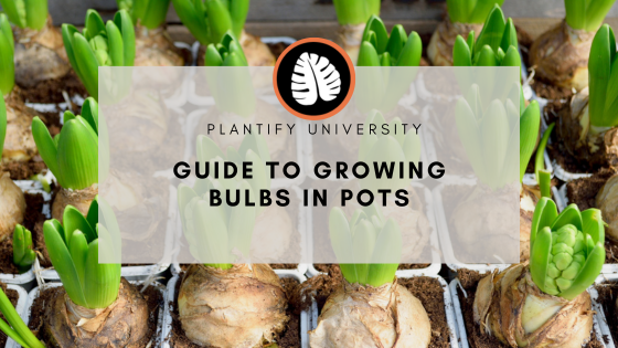 Guide to growing bulbs in Pots