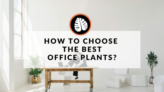 15 Indoor Plants perfect for creating a lush office space - Improve Your Plant Knowledge with Plantify!