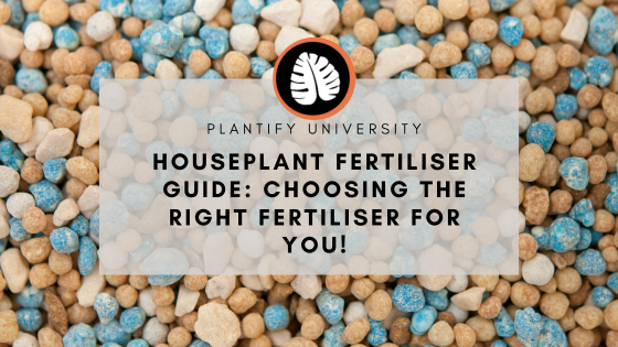 Houseplant Fertiliser Guide: Choosing the right Indoor Plant food