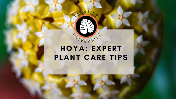 Hoya: Expert Plant Care Tips - Improve Your Plant Knowledge with Plantify!