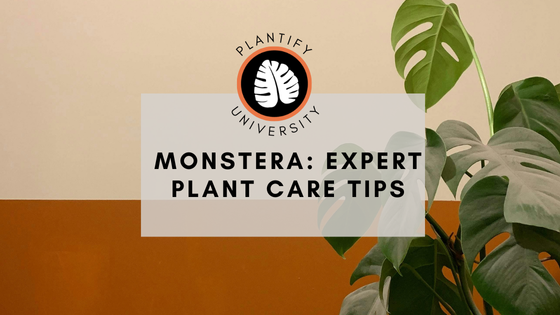 Monstera: Expert Plant Care Tips - Improve Your Plant Knowledge with Plantify!