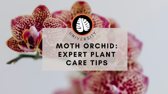 Moth Orchids: Expert Growing Tips - Improve Your Plant Knowledge with Plantify!