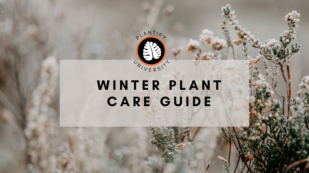 Winter Houseplant Care Guide