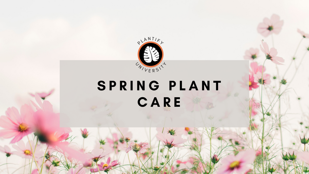 4 Top Tips: Spring Season Houseplant Care - Improve Your Plant Knowledge with Plantify!