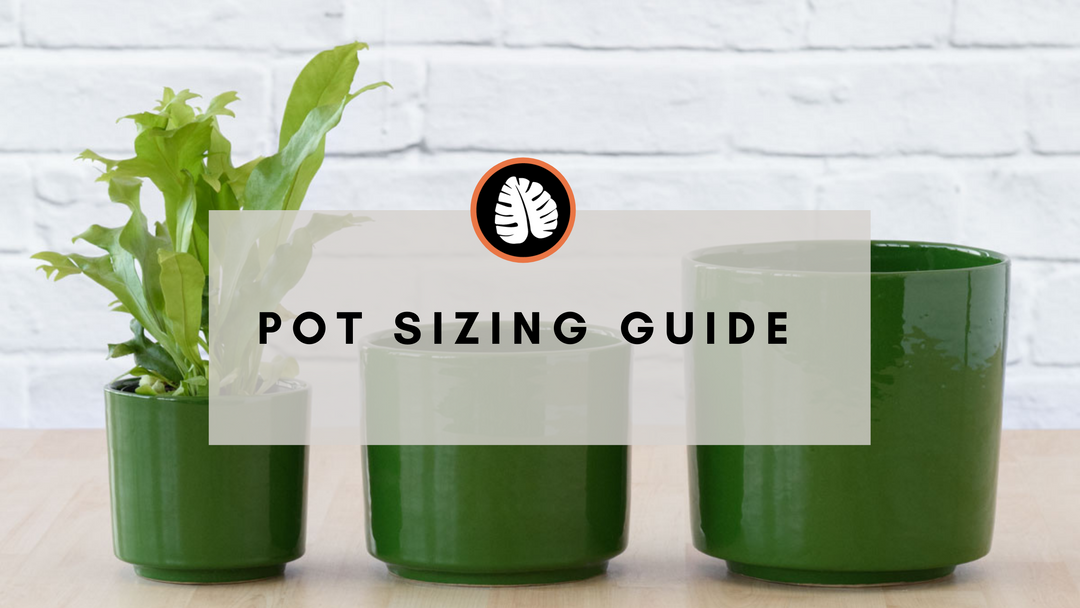 Pot Sizing Guide: Matching Indoor Plants with Pots