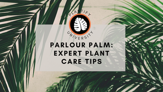 Parlour Palm: Expert Growing Tips - Improve Your Plant Knowledge with Plantify!