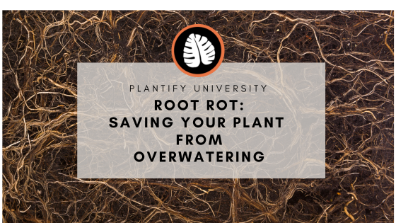 Blog cover: Saving plants from root rot with background of healthy roots in soil