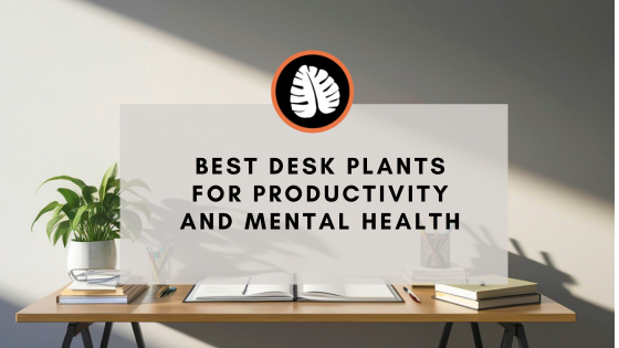 Blog cover image: Best Desk Plants with a desk and plants in background