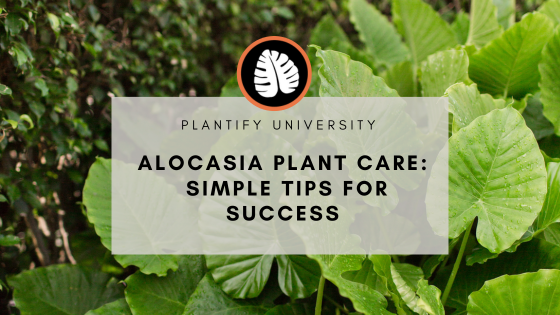 Alocasia Plant Care: Simple Tips for Success