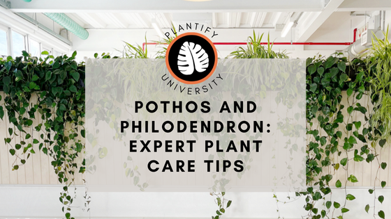 Philodendron and Pothos: Expert Growing Tips - Improve Your Plant Knowledge with Plantify!