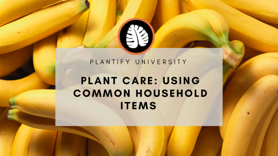 Plant Care: Using Common Household Items