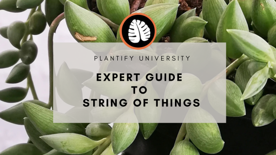 Blog cover; Expert String of things care with String of Beads plant as Background