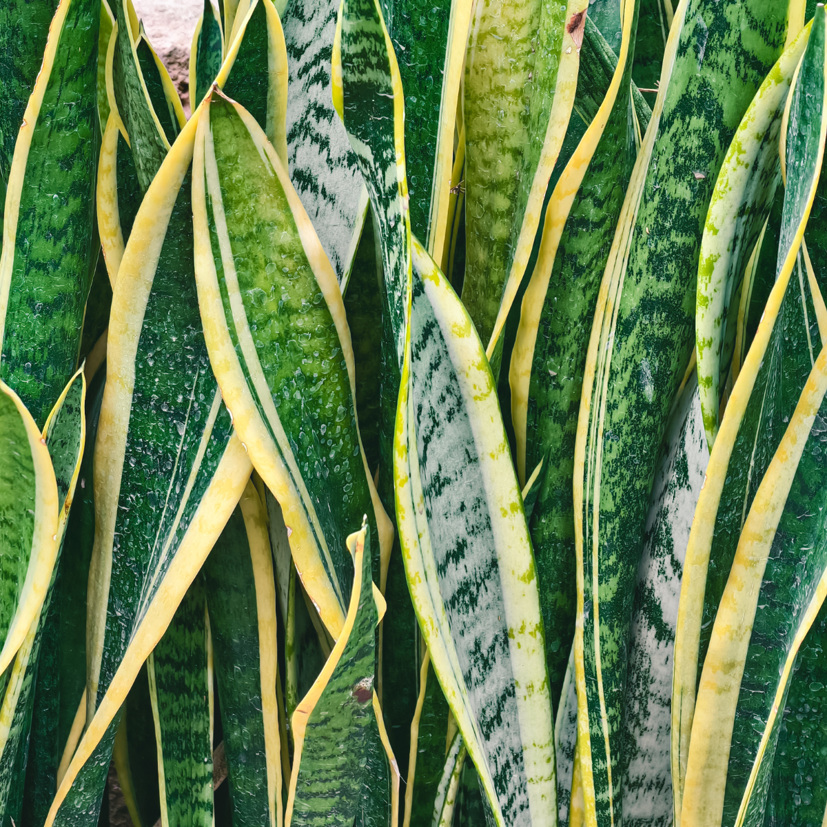 Air Purifying Plants