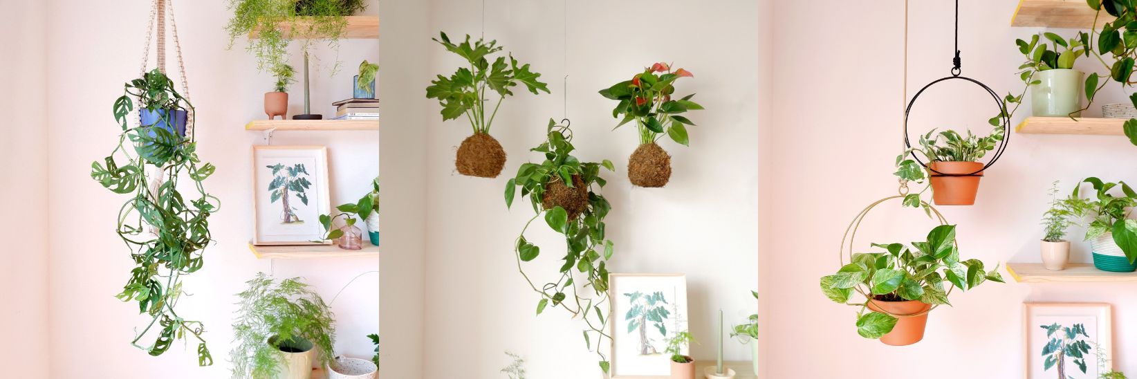 styling hanging plants