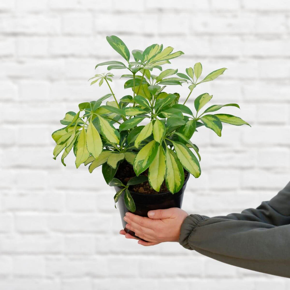 Umbrella Plant - Large in 19cm nursery pot held against a white brick background showcasing vibrant foliage.