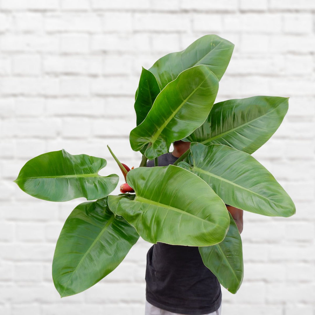 Philodendron Imperial Green - Extra Large - Shop Online!