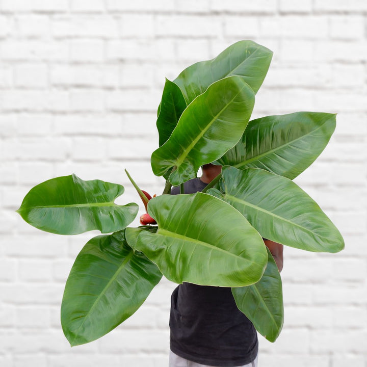 Philodendron Imperial Green - Extra Large - Shop Online!