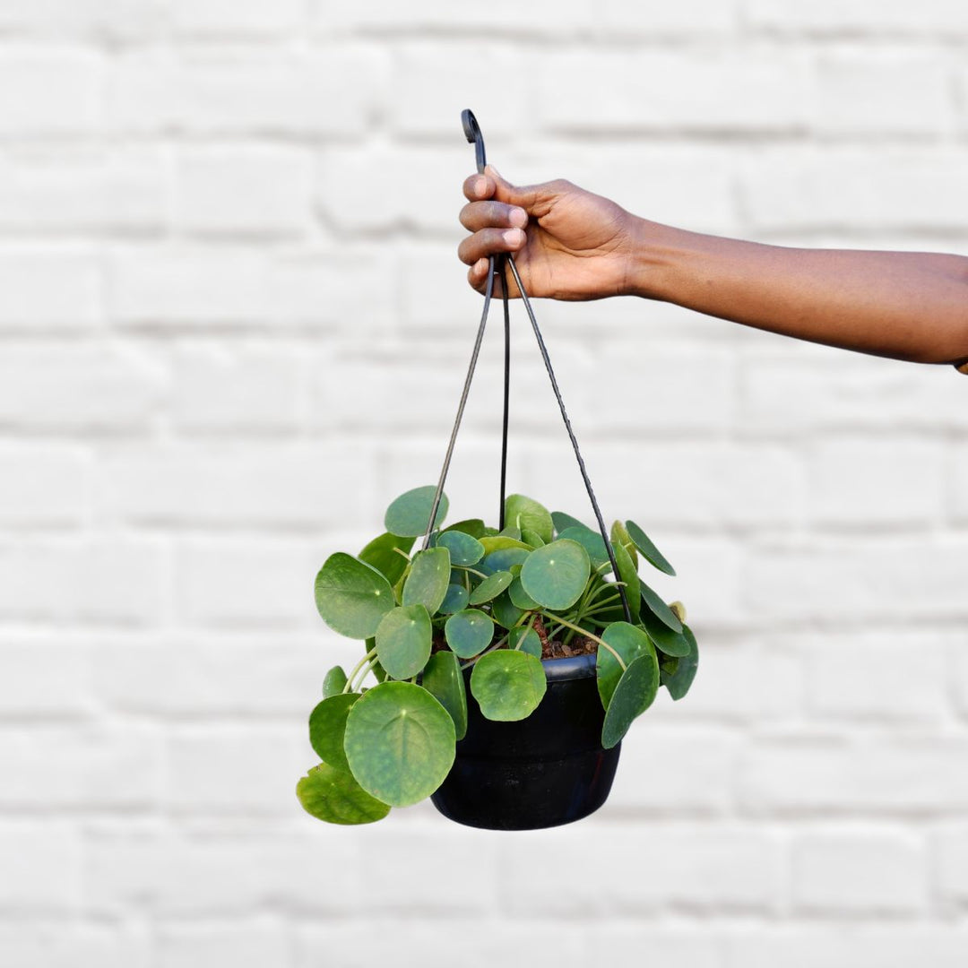 Hand holding a hanging Chinese Money Plant - Large in a black pot against a white brick wall.