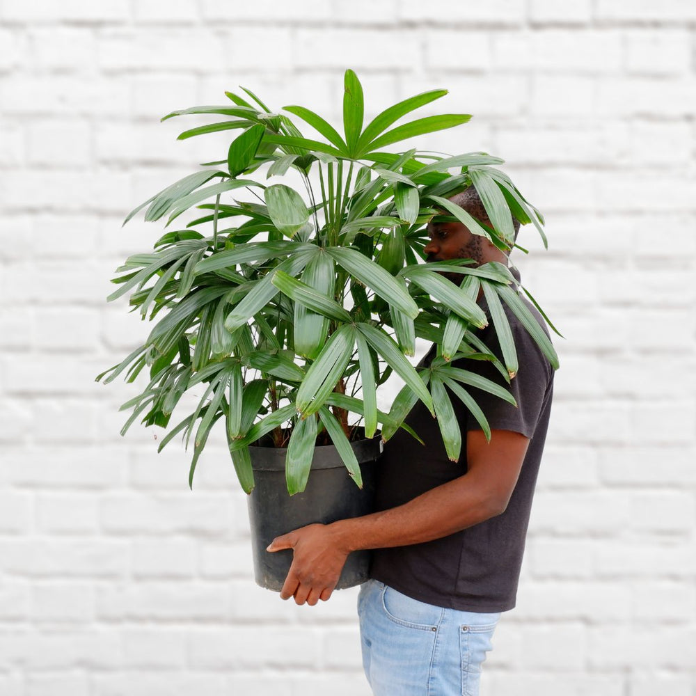 Broadleaf Lady Palm - Shop Online!