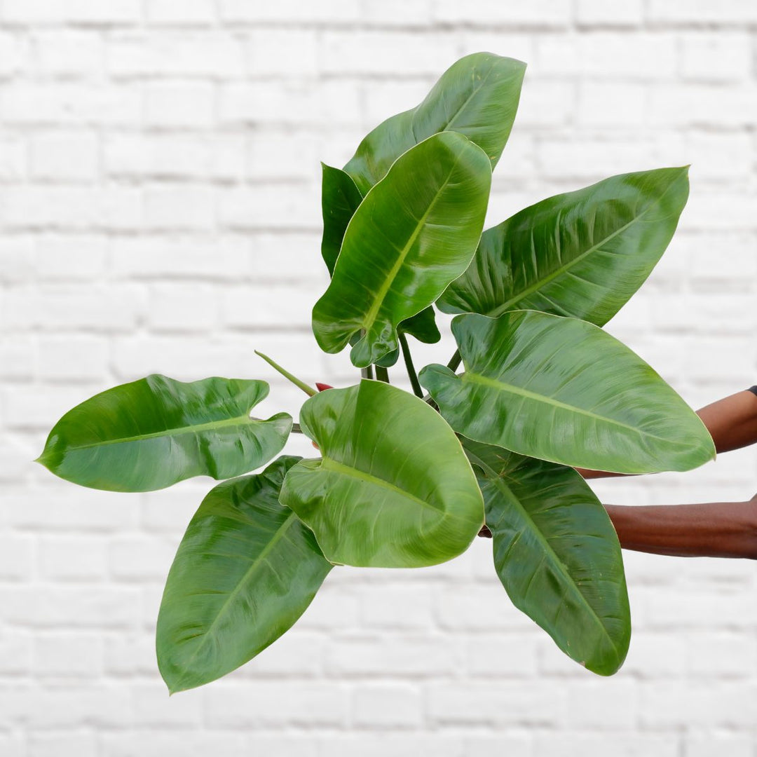 Philodendron Imperial Green - Extra Large - Shop Online!