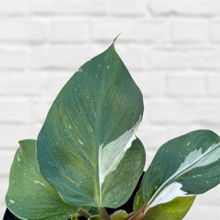 Philodendron - White Knight - Shop Online!