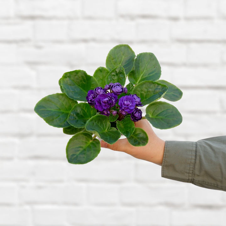 African Violet - Shop Online!