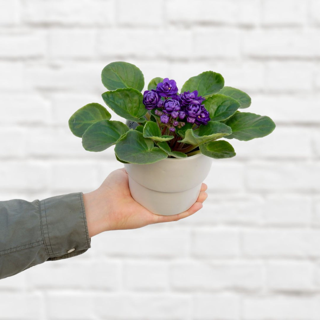 African Violet - Shop Online!