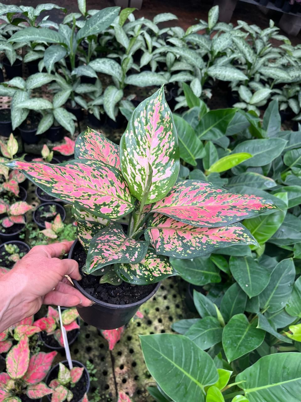 Chinese Evergreen - Beauty