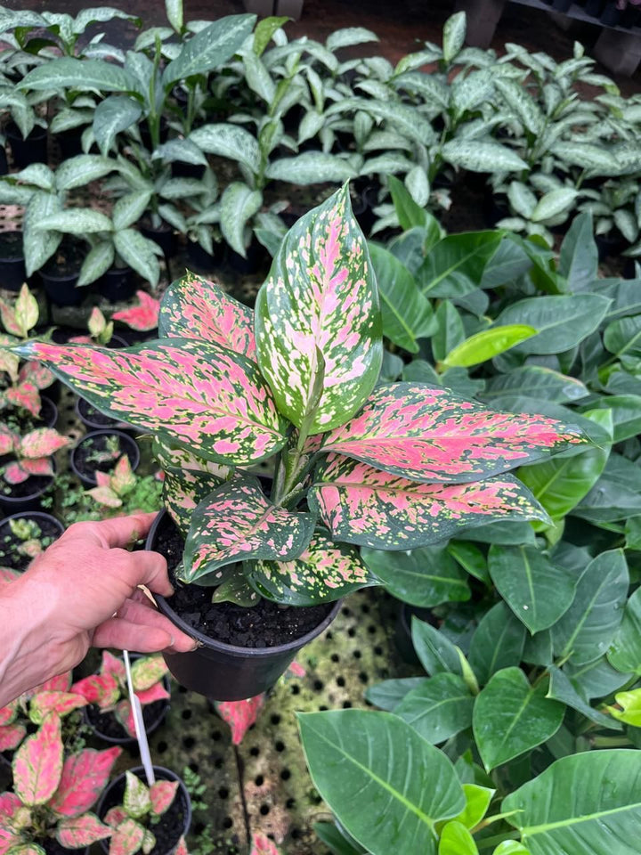 Chinese Evergreen - Beauty