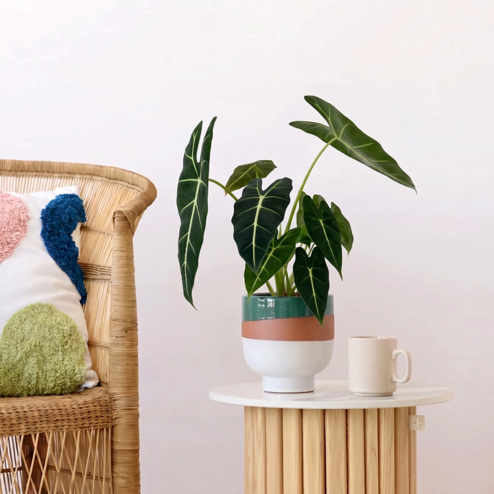 Alocasia Frydek