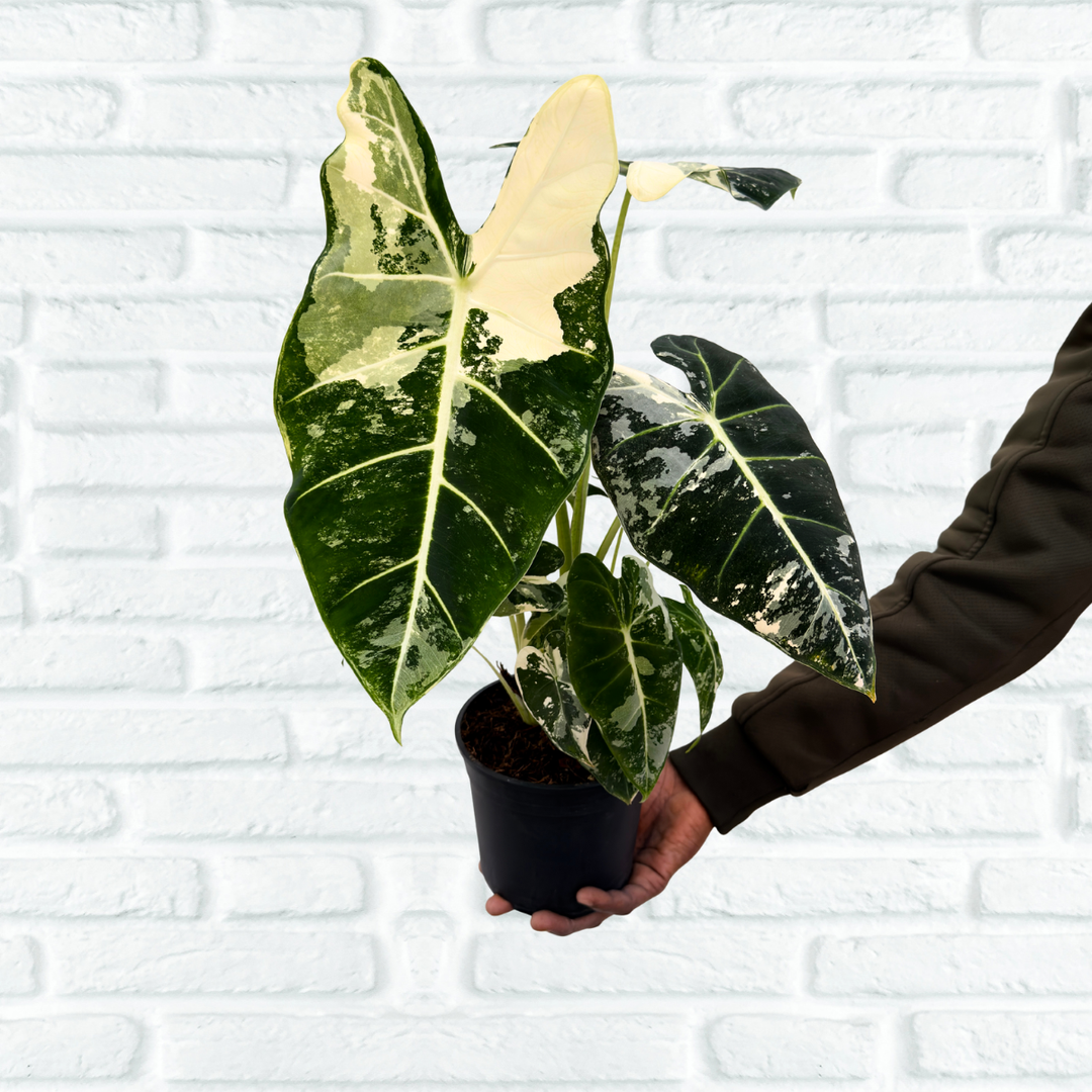 Alocasia Frydek - Variegated